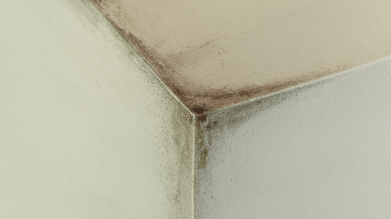 Discovering the Landlord's Responsibility Regarding Mould on a Rental
